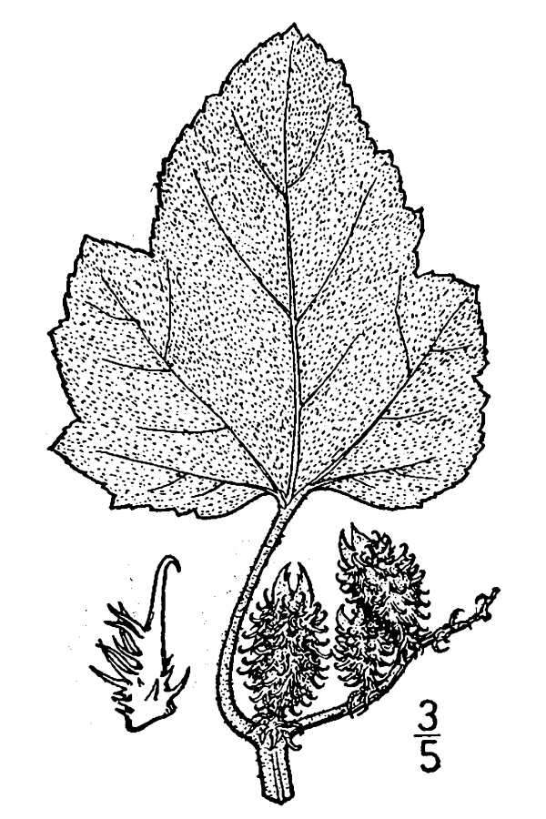 Image of Canada cocklebur