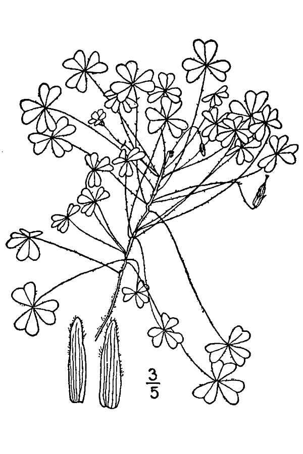Image of slender yellow woodsorrel