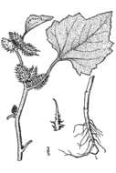 Image of Canada cocklebur