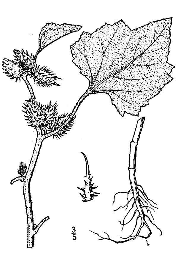 Image of Canada cocklebur