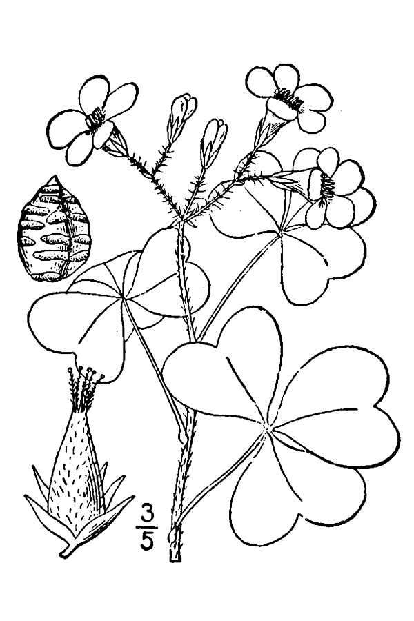 Image of great yellow woodsorrel