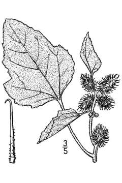 Image of rough cocklebur