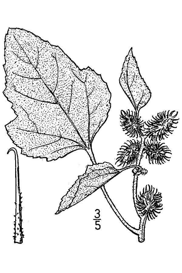 Plancia ëd Xanthium strumarium var. glabratum