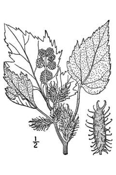 Image of Canada cocklebur