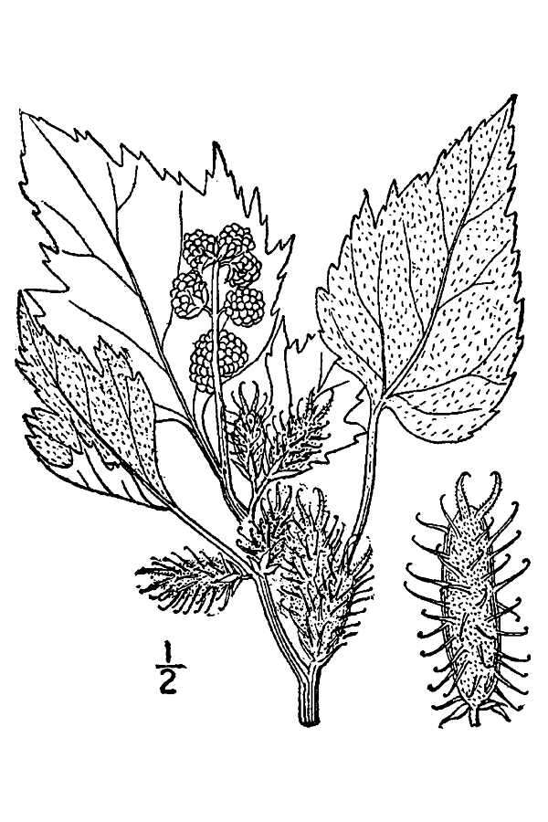 Image of Canada cocklebur