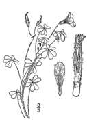 Sivun Oxalis priceae subsp. priceae kuva