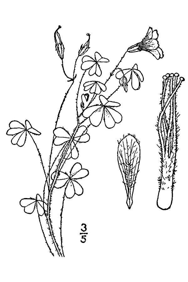 Sivun Oxalis priceae subsp. priceae kuva