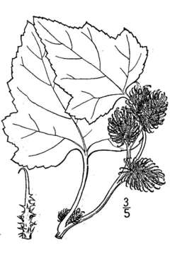 Image of Canada cocklebur