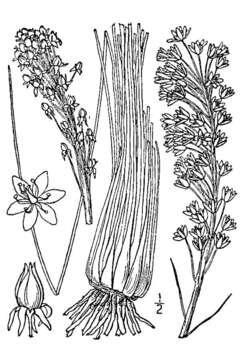 Image of eastern turkeybeard