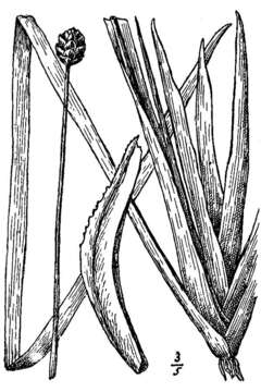 Image of Small's yelloweyed grass