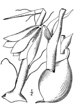 Image of banana yucca