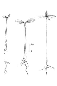 Imagem de Zanthoxylum americanum Mill.