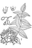 Image de Zanthoxylum clava-herculis L.