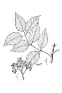 Image de Zanthoxylum clava-herculis L.