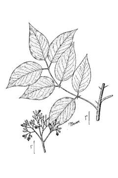 Image de Zanthoxylum clava-herculis L.