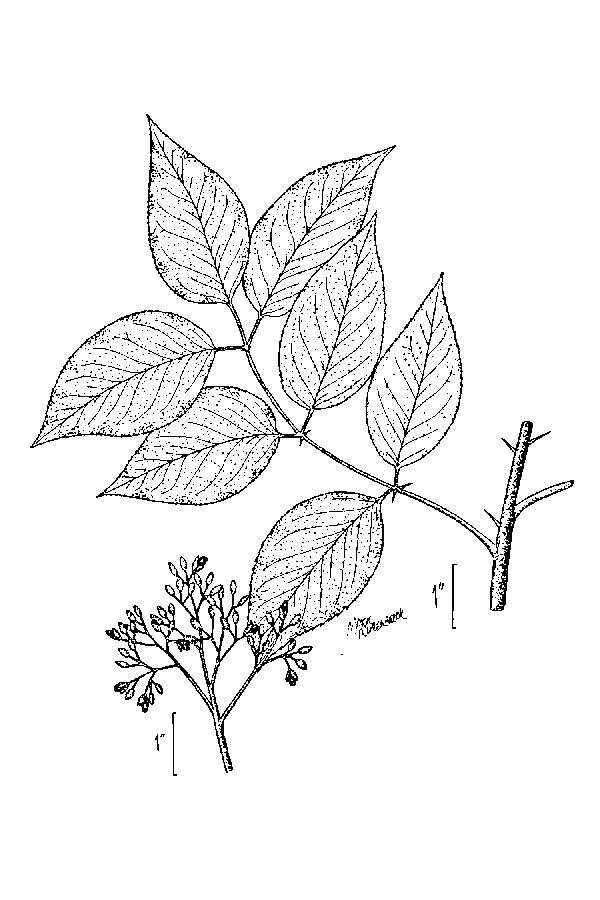 Image de Zanthoxylum clava-herculis L.