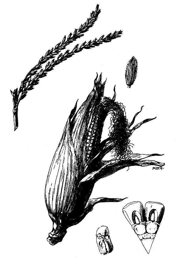 Image of corn