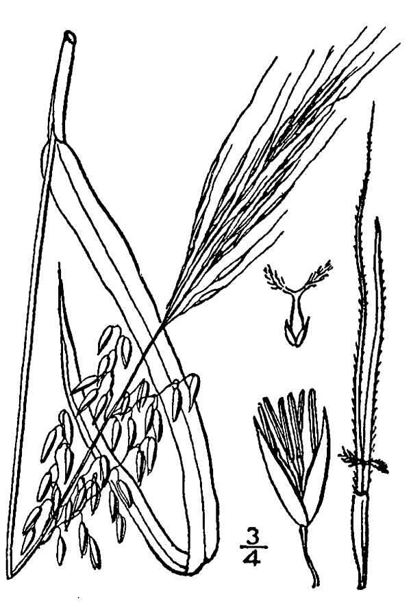 Image of Indian rice