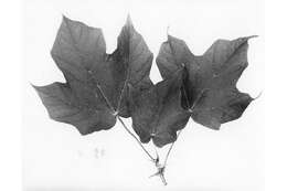 Image of Black Maple