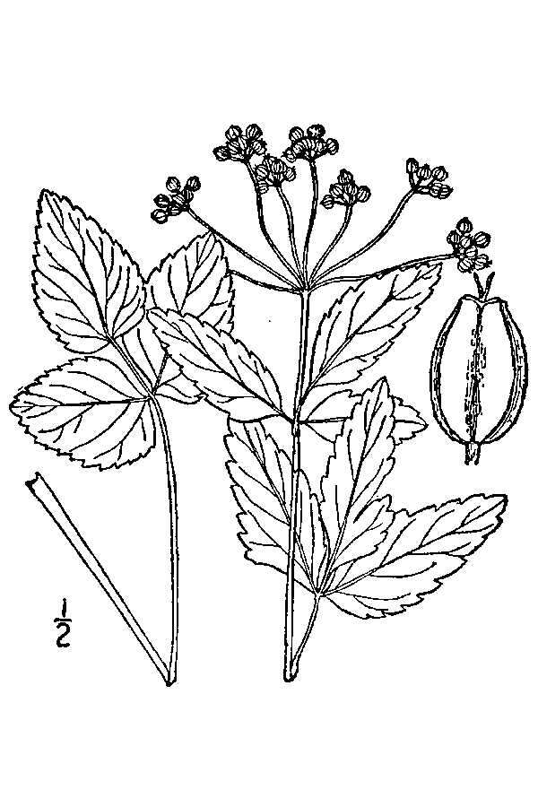 Image de Zizia trifoliata (Michx.) Fern.