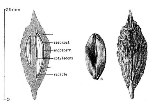 Image of Jujube