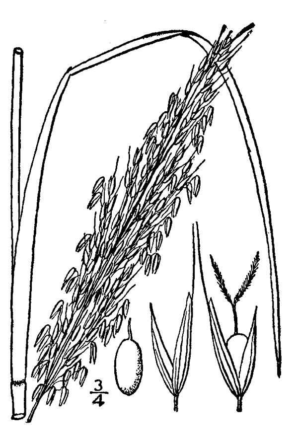 Sivun Zizaniopsis miliacea (Michx.) Döll & Asch. kuva