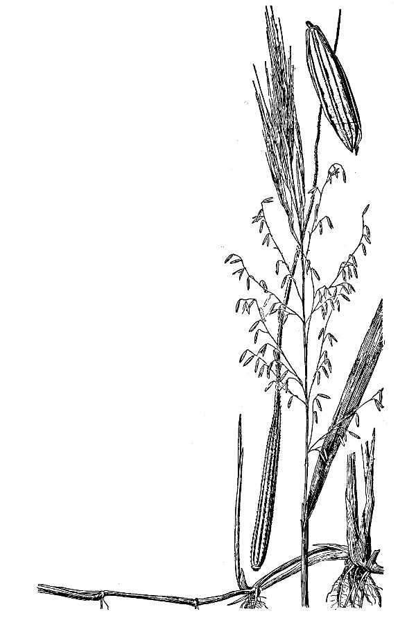 Image of Texas Wild Rice