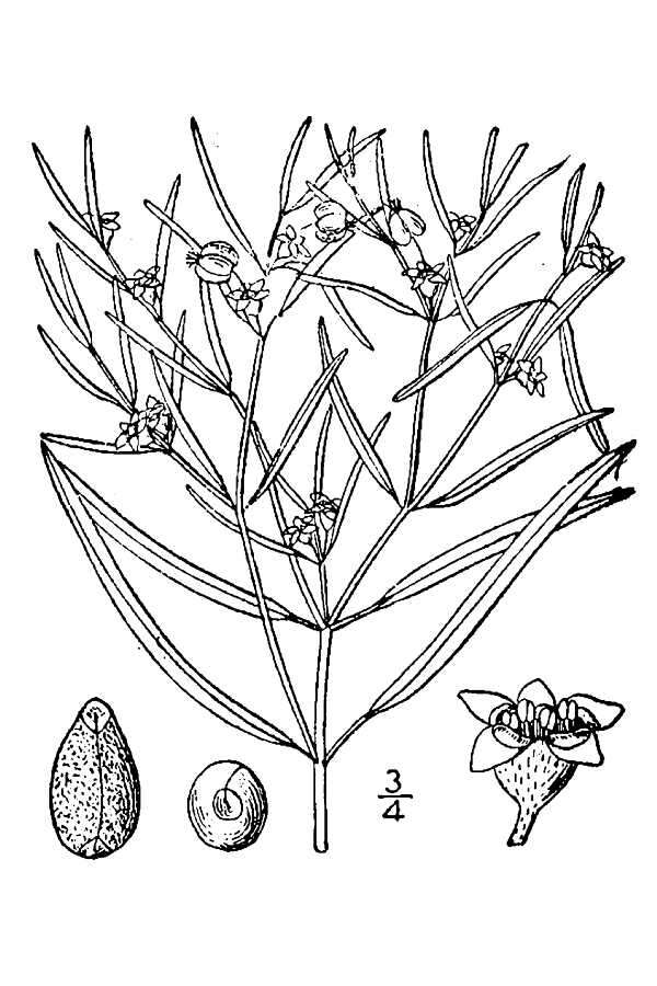 Sivun Euphorbia hexagona Nutt. ex Spreng. kuva