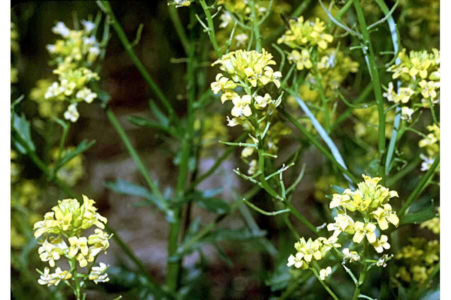 Слика од Barbarea vulgaris (L.) W. T. Aiton