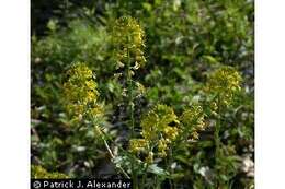 Image of winter-cress, yellow rocket