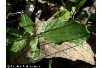 Слика од Barbarea vulgaris (L.) W. T. Aiton