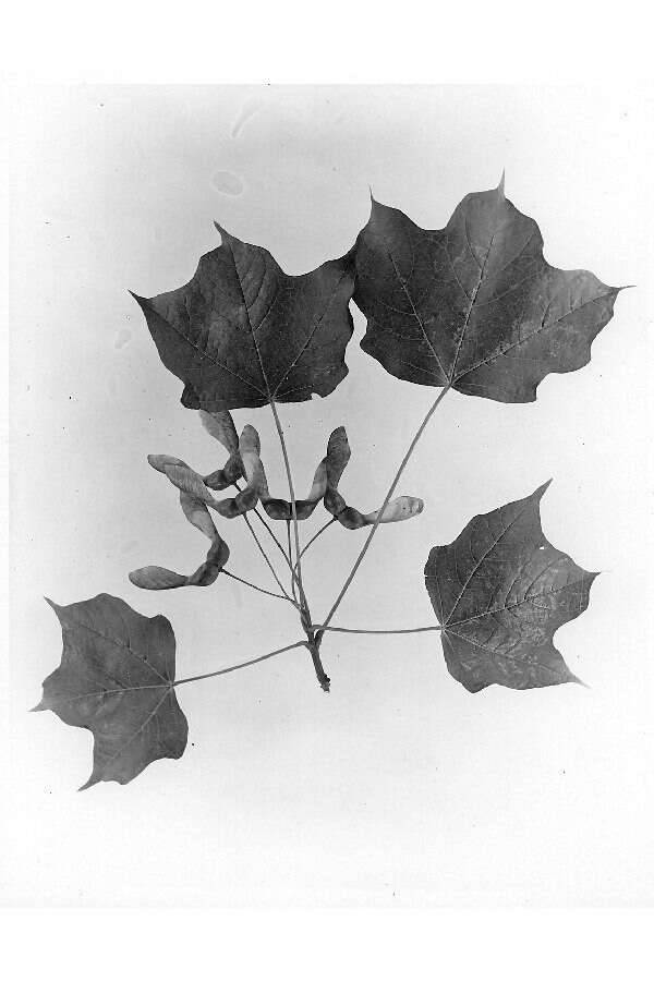 Image of Black Maple