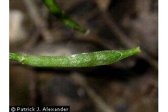 Слика од Barbarea vulgaris (L.) W. T. Aiton