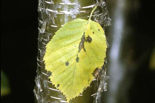 Image of Gray birch