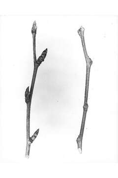 Image of Gray birch