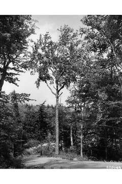 Image of Gray birch