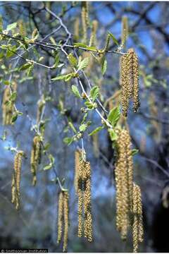 Image of yellow birch