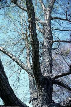 Imagem de Betula alleghaniensis var. alleghaniensis