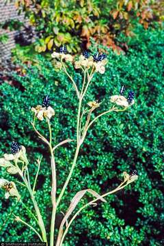 Image of Leopard flower