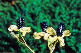 Image of Leopard flower