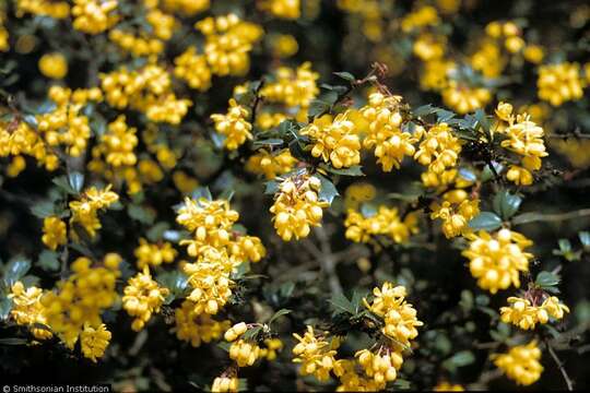 Image of Darwin's berberis