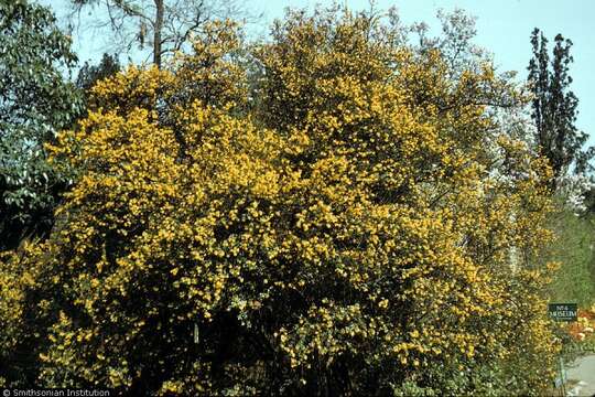 Image of Darwin's berberis