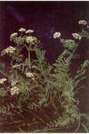 Image of waterparsnip