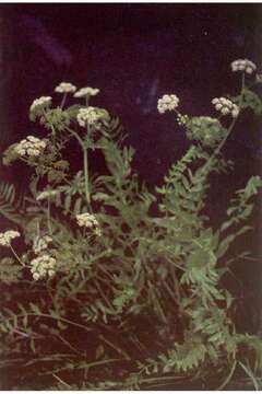 Image of waterparsnip