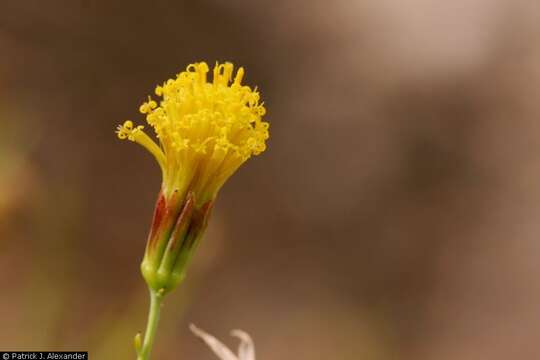 Image de Bebbia juncea (Benth.) Greene