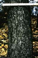 Image of Black birch