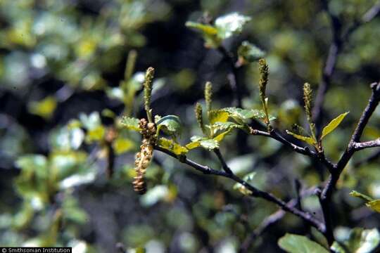 Image of Arctic dwarf birch