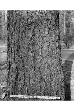 Image of Black Birch