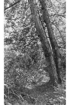 Image of Black birch