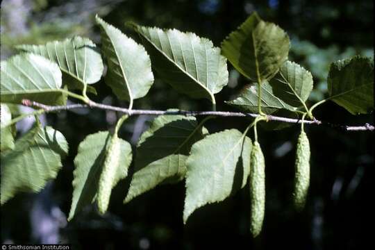 Image of paper birch